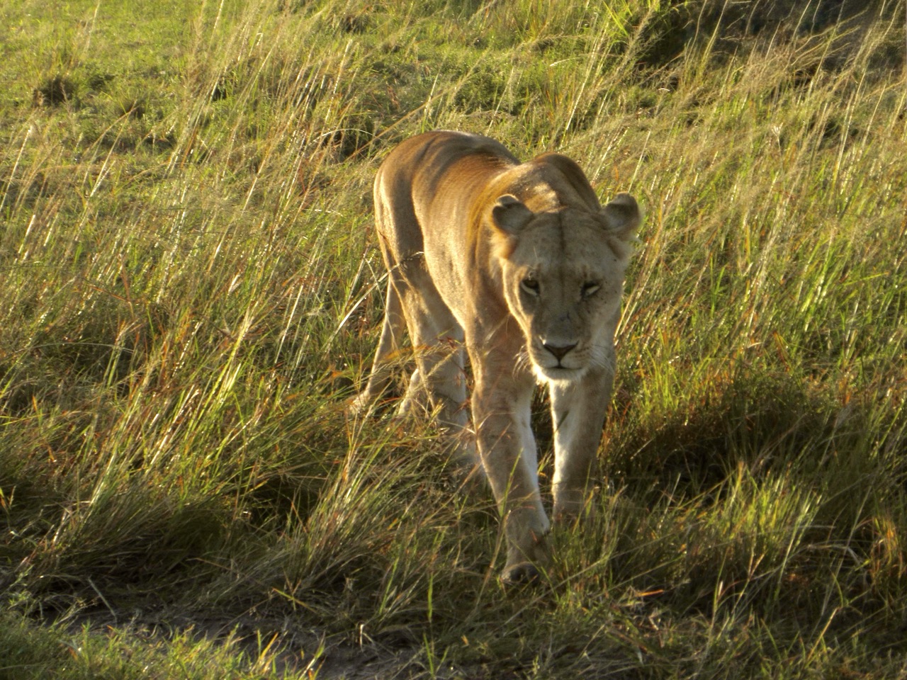 Maasai Mara